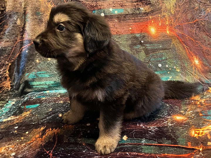 chinook puppy